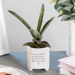 East Of India ‘You Are My Sunshine’ Planter
